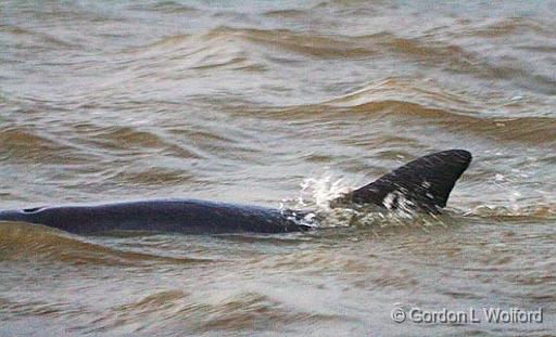 Dolphin In The Lake_32840.jpg - Powderhorn Lake photographed along the Gulf coast near Port Lavaca, Texas, USA.